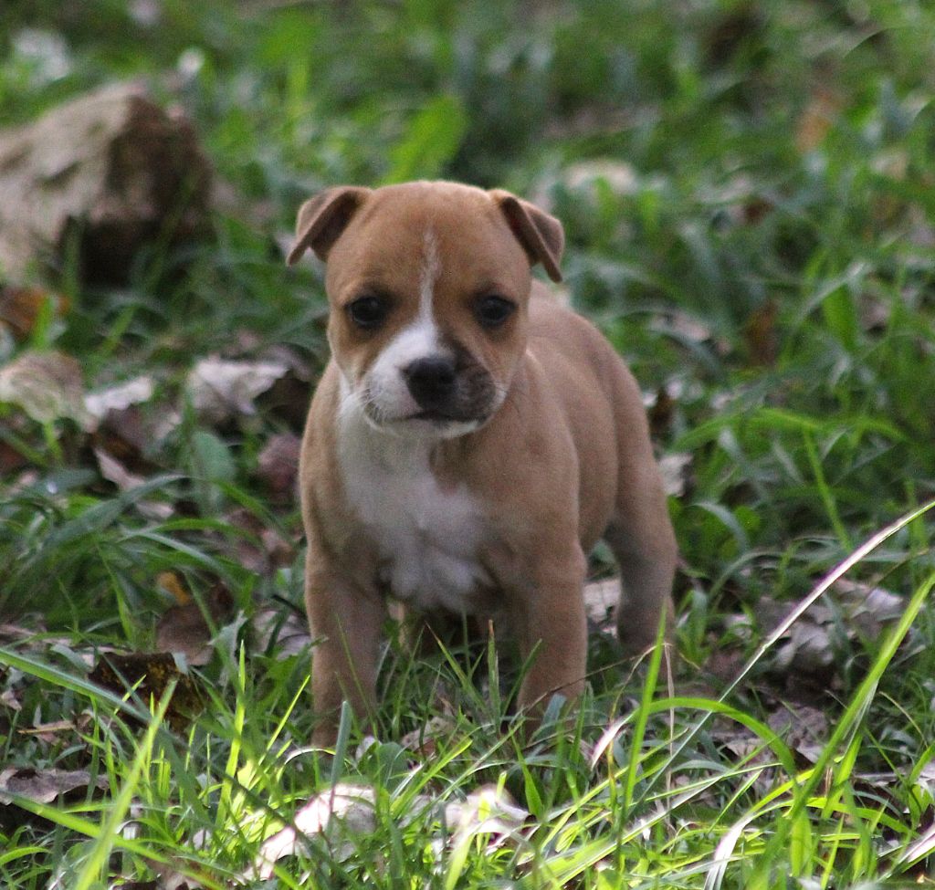 Oogie Boogie - Chiot disponible  - Staffordshire Bull Terrier