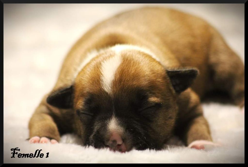 Oogie Boogie - Chiot disponible  - Staffordshire Bull Terrier