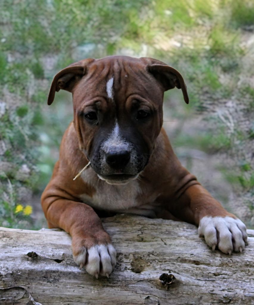 Oogie Boogie - Chiots disponibles - Staffordshire Bull Terrier