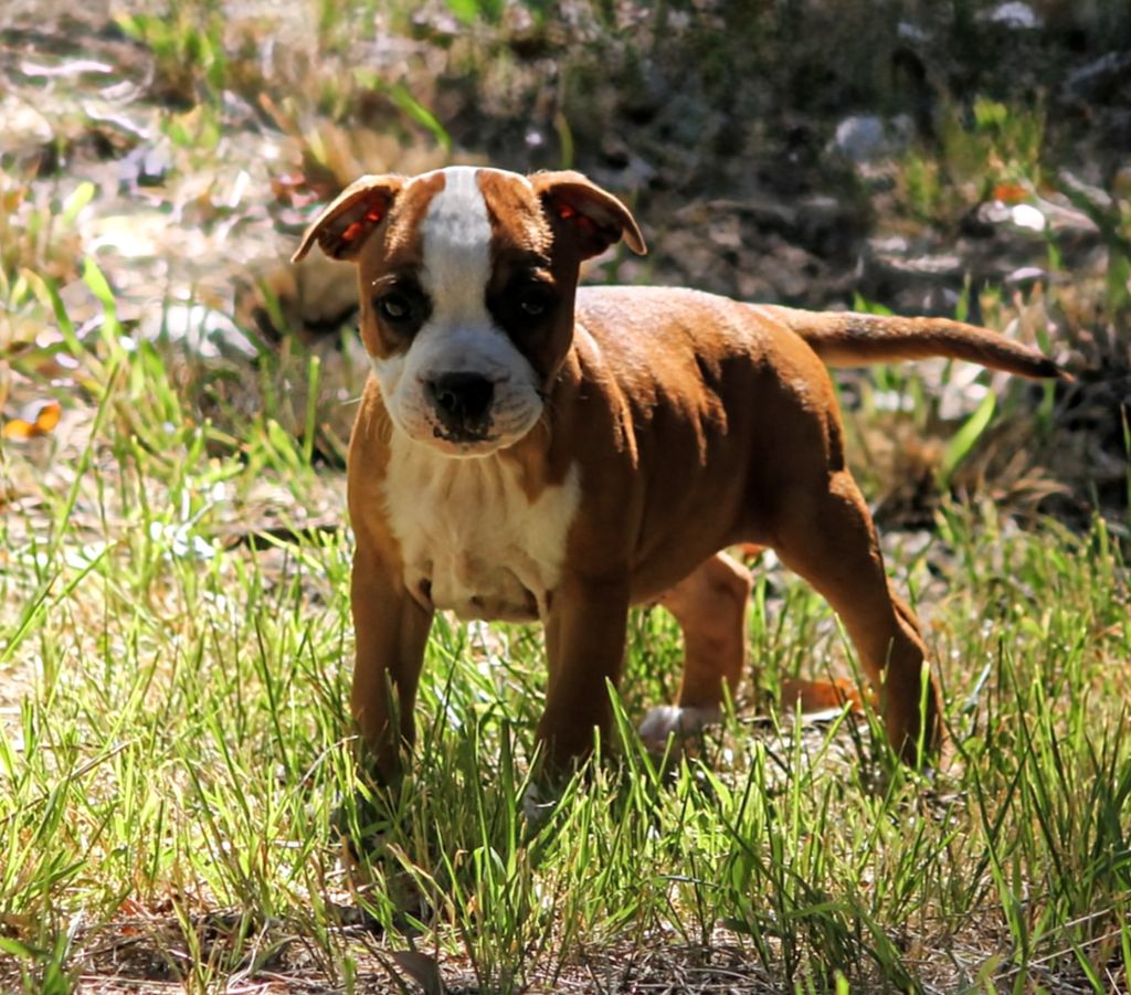 Oogie Boogie - Chiots disponibles - Staffordshire Bull Terrier