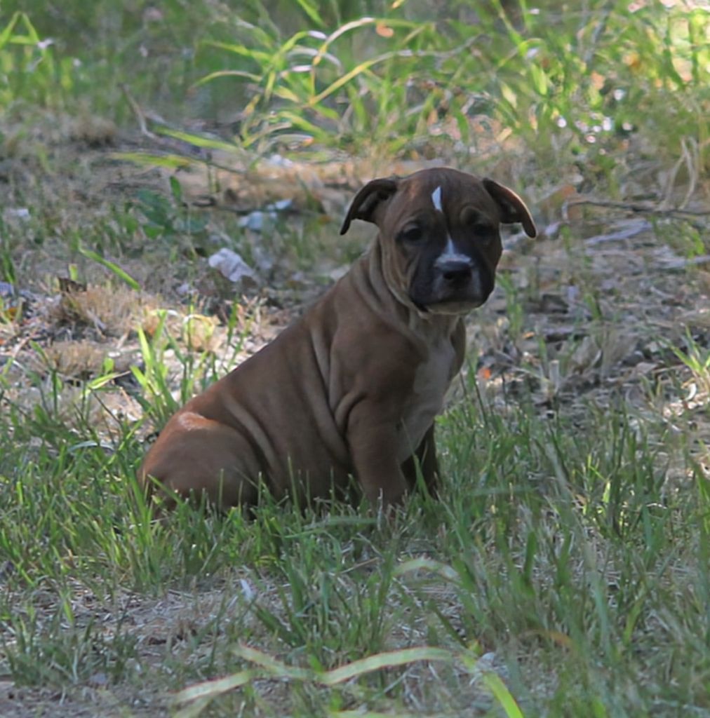 Oogie Boogie - Chiots disponibles - Staffordshire Bull Terrier