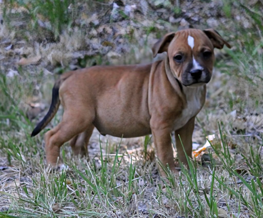 Oogie Boogie - Chiots disponibles - Staffordshire Bull Terrier