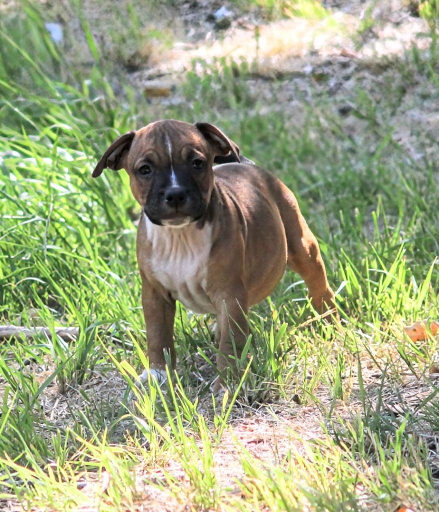 Oogie Boogie - Chiots disponibles - Staffordshire Bull Terrier