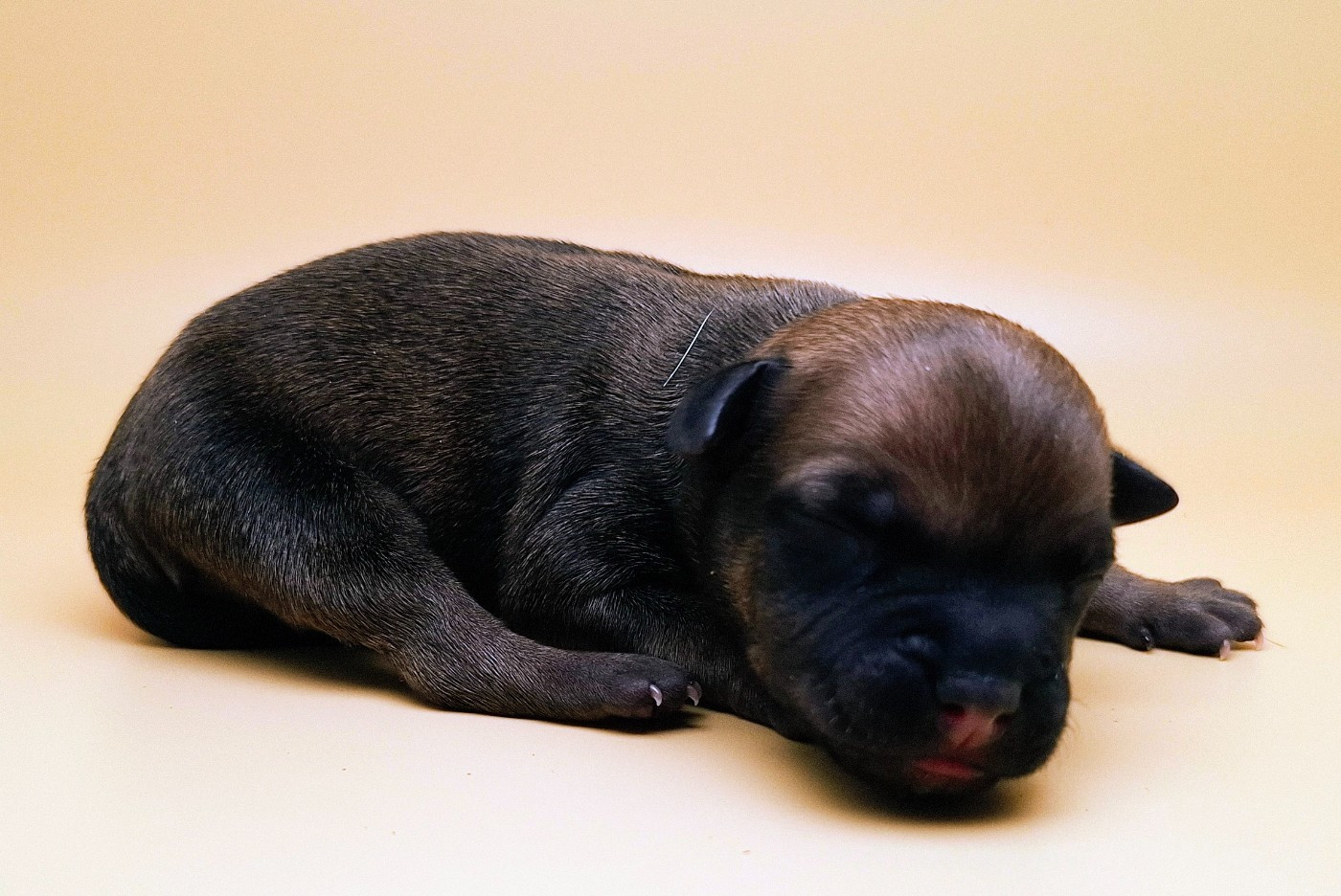 Oogie Boogie - Chiots disponibles - Staffordshire Bull Terrier