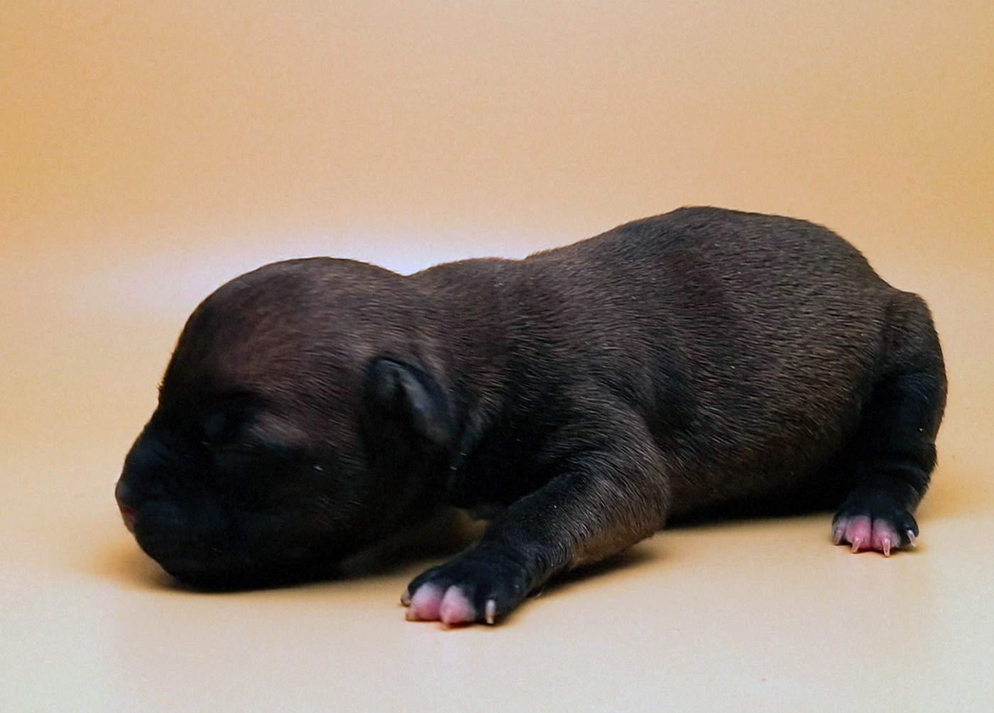 Oogie Boogie - Chiots disponibles - Staffordshire Bull Terrier