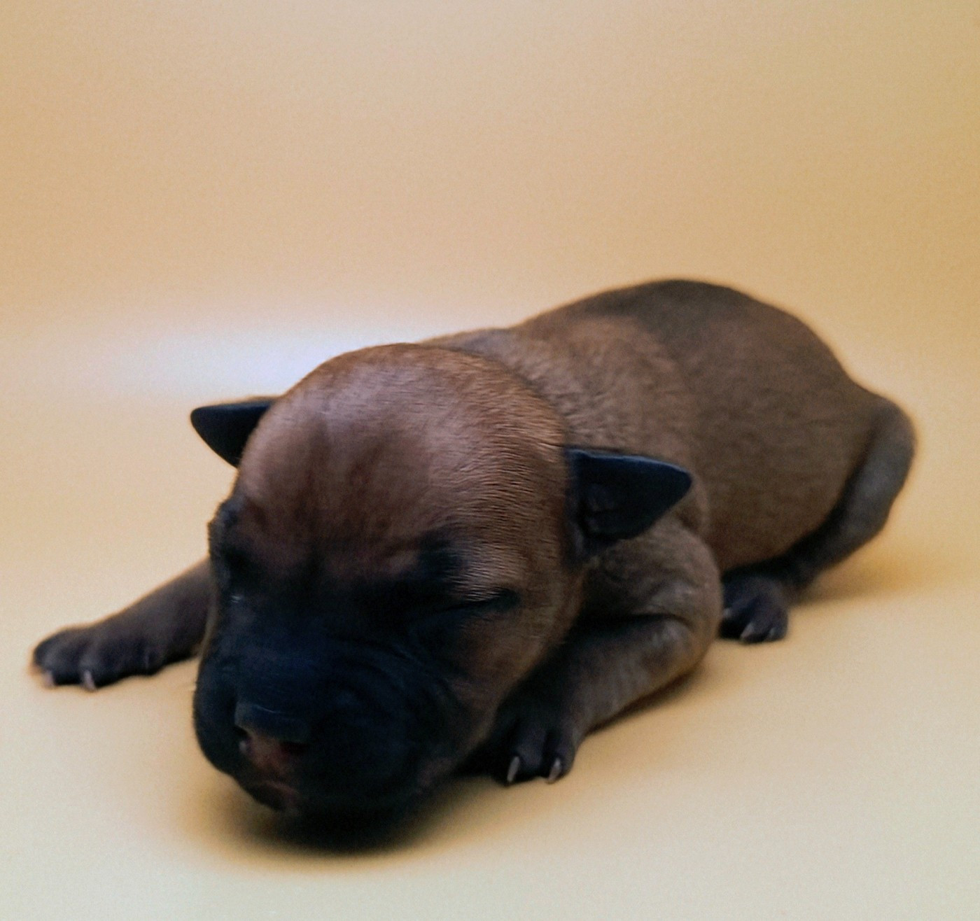 Oogie Boogie - Chiots disponibles - Staffordshire Bull Terrier