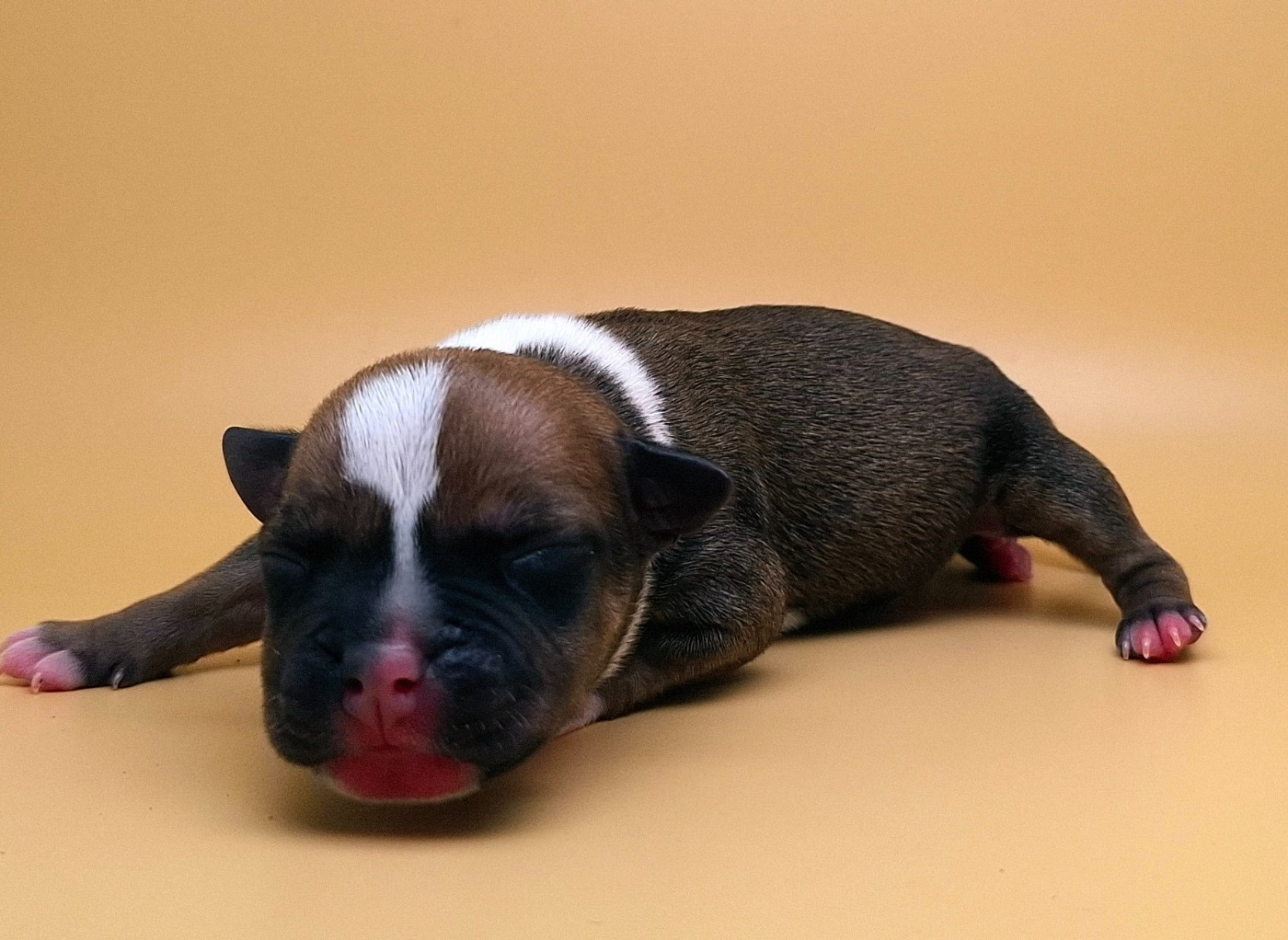 Oogie Boogie - Chiots disponibles - Staffordshire Bull Terrier