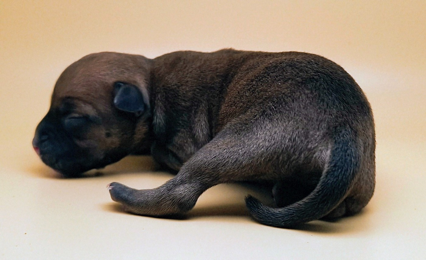 Oogie Boogie - Chiots disponibles - Staffordshire Bull Terrier