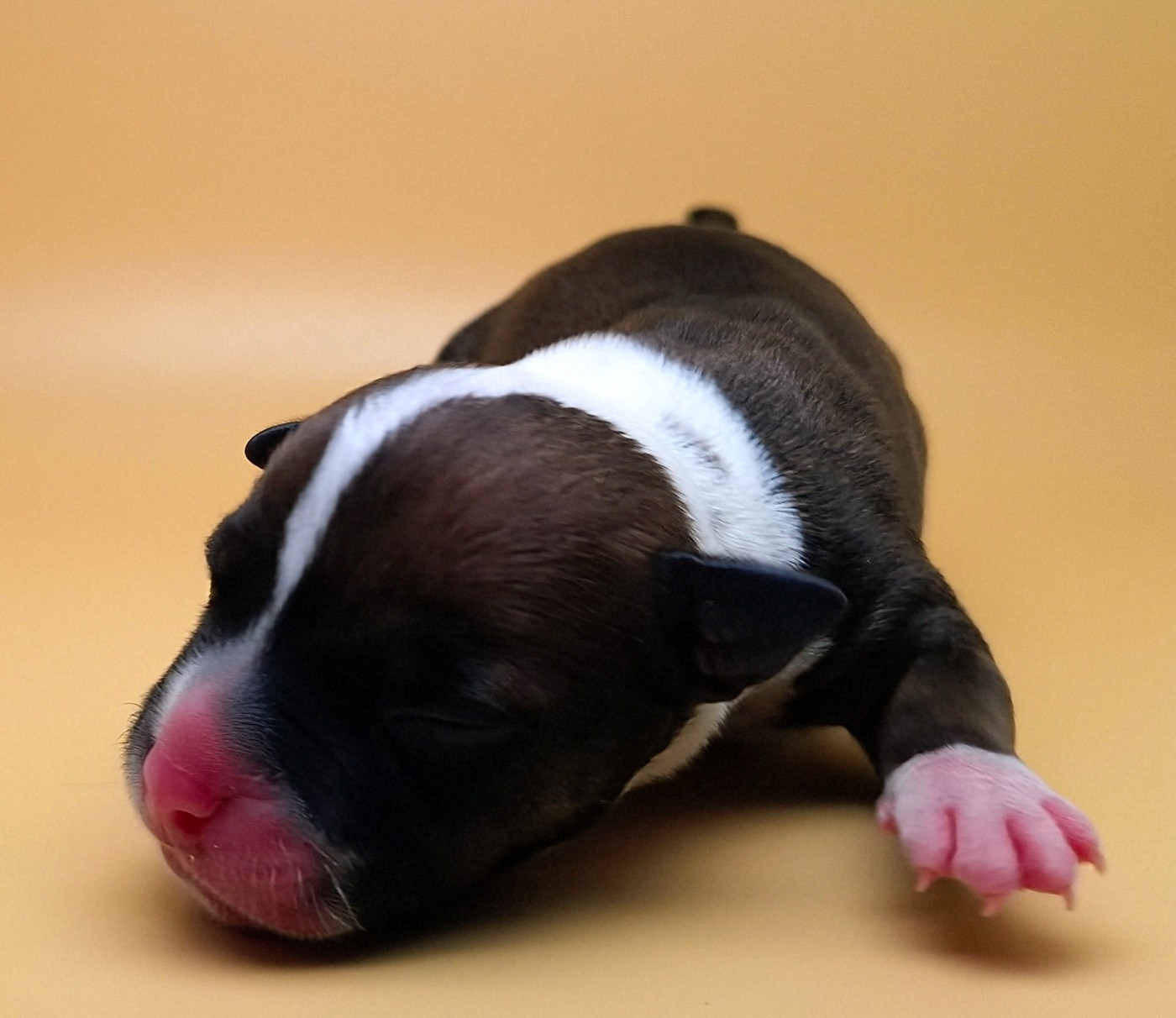 Oogie Boogie - Chiots disponibles - Staffordshire Bull Terrier