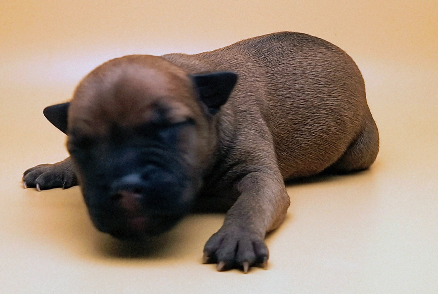 Oogie Boogie - Chiots disponibles - Staffordshire Bull Terrier