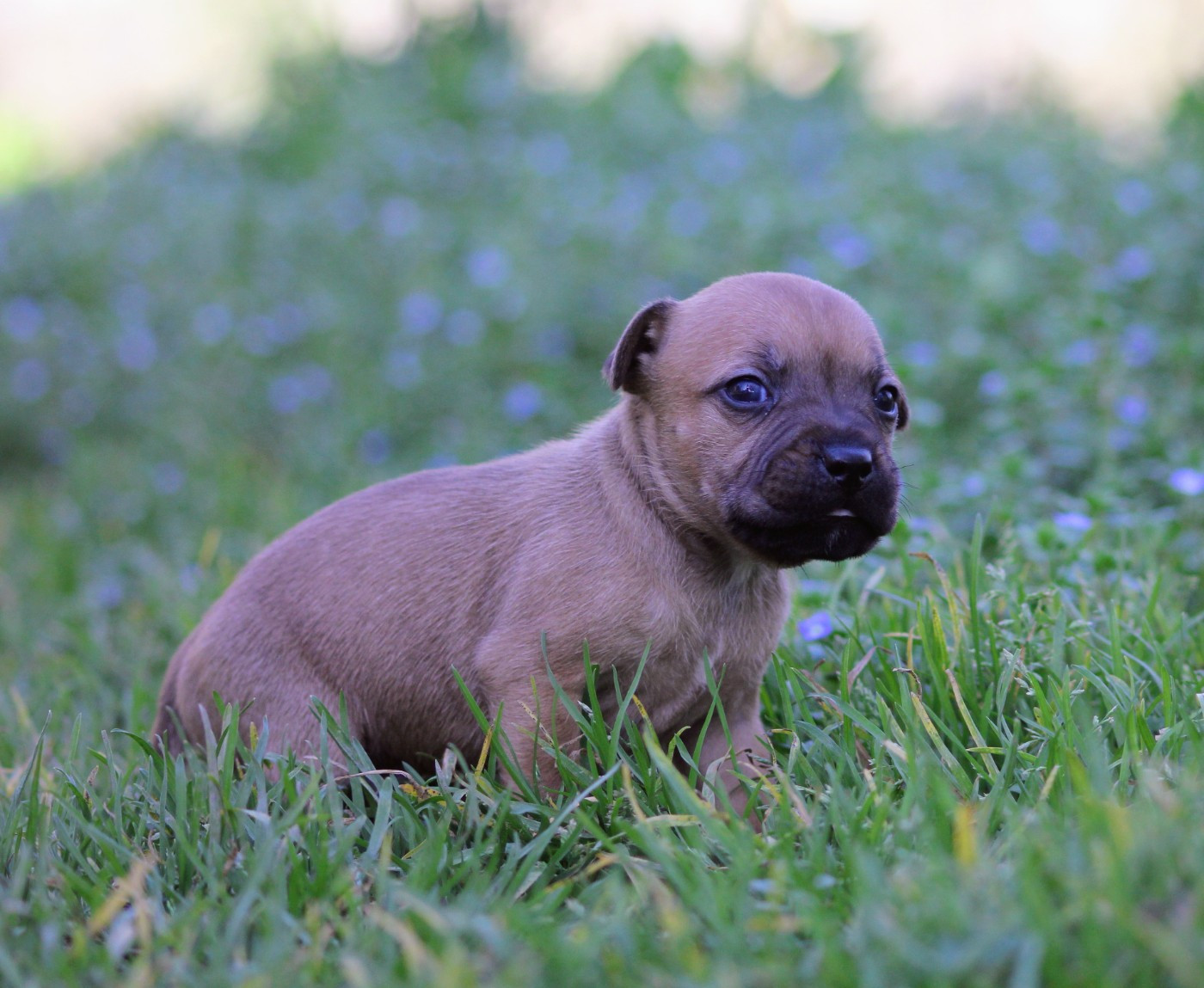 Oogie Boogie - Chiots disponibles - Staffordshire Bull Terrier