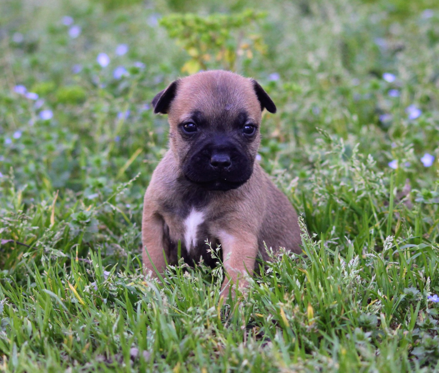 Oogie Boogie - Chiots disponibles - Staffordshire Bull Terrier
