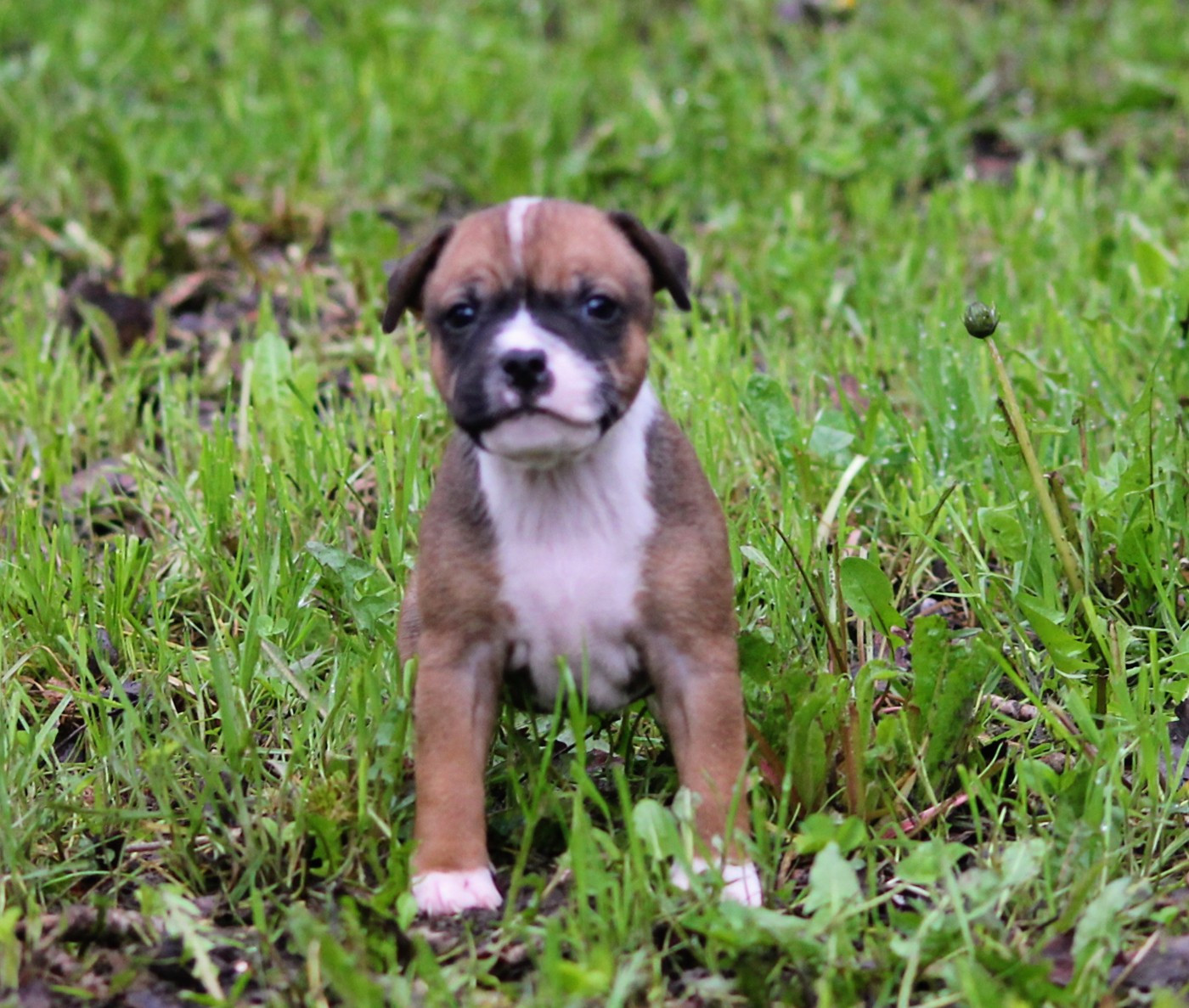 Oogie Boogie - Chiots disponibles - Staffordshire Bull Terrier