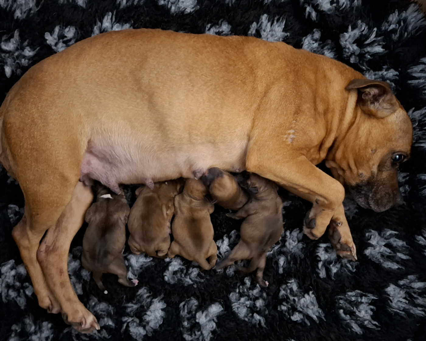Chiot Staffordshire Bull Terrier Oogie Boogie
