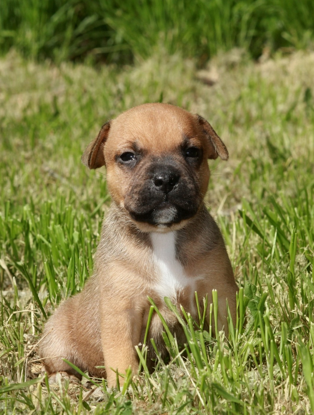 Oogie Boogie - Chiots disponibles - Staffordshire Bull Terrier