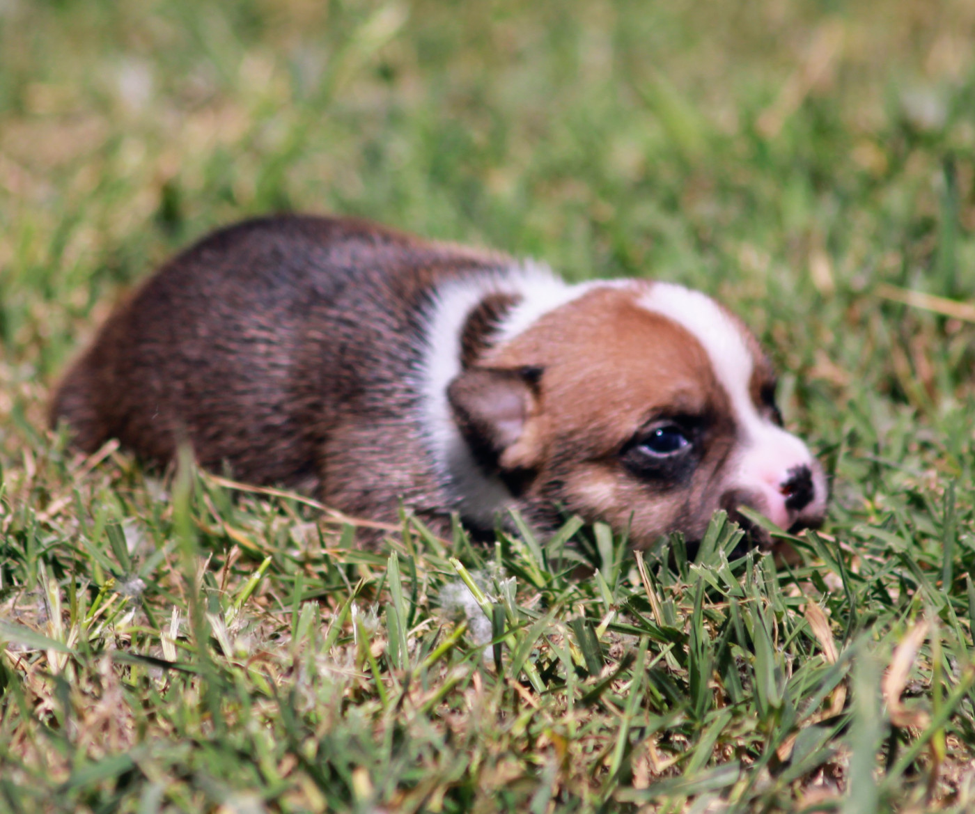 Oogie Boogie - Chiots disponibles - Staffordshire Bull Terrier
