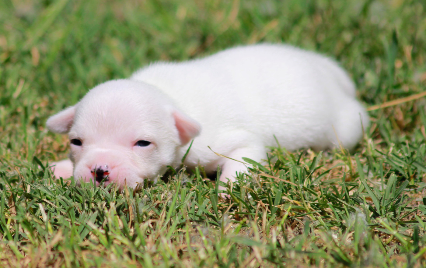 Oogie Boogie - Chiots disponibles - Staffordshire Bull Terrier