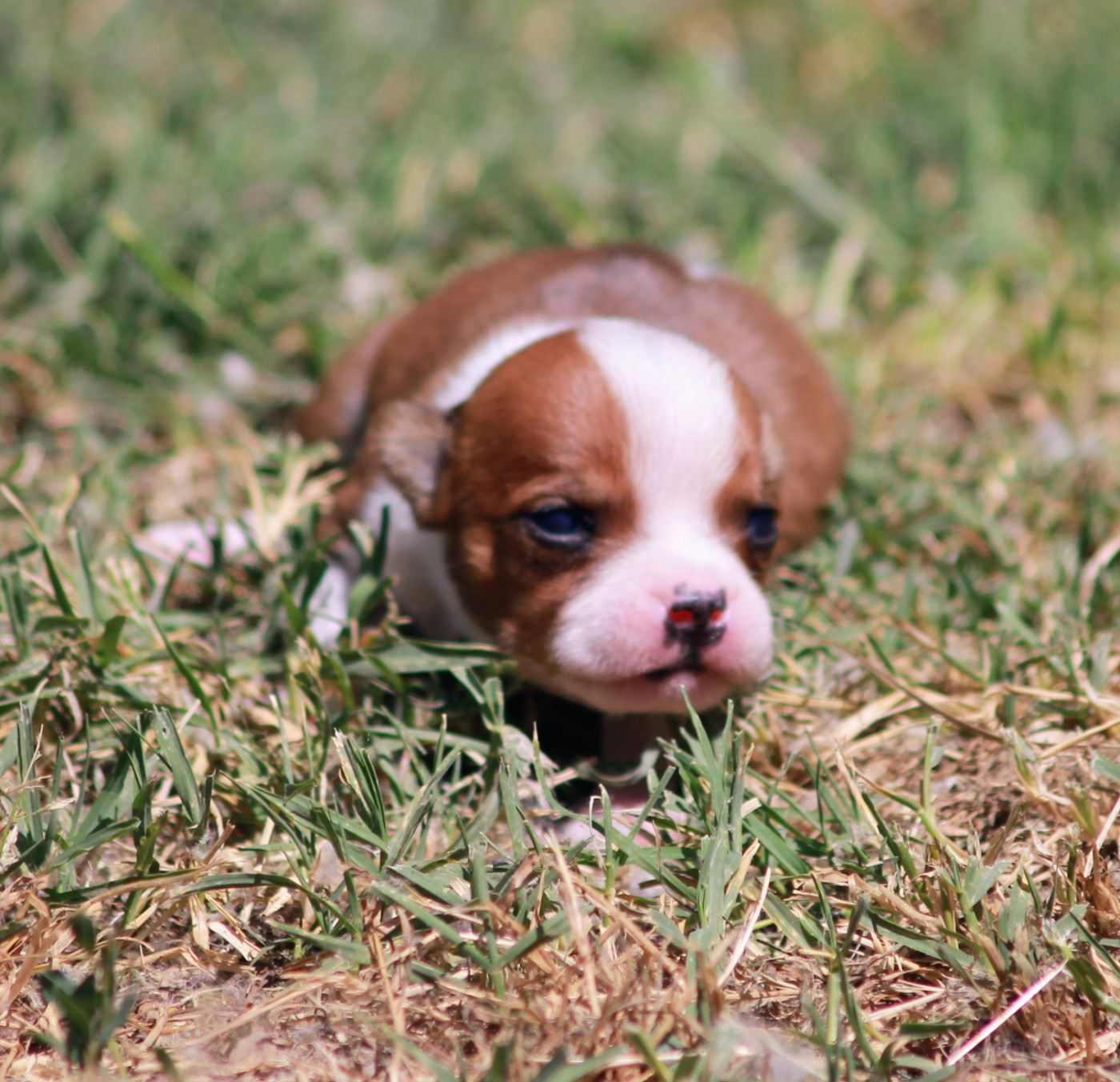 Oogie Boogie - Chiots disponibles - Staffordshire Bull Terrier
