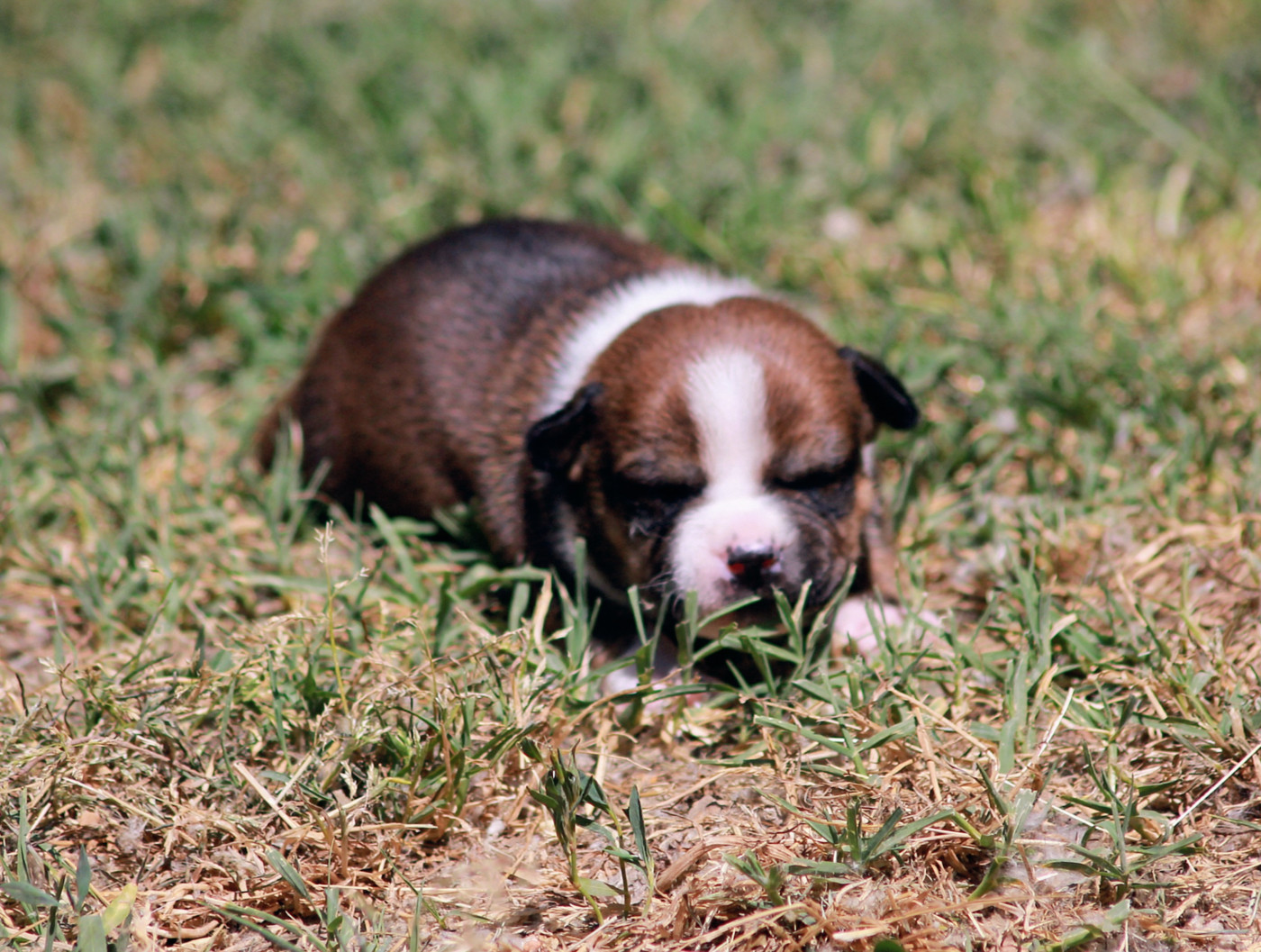 Oogie Boogie - Chiots disponibles - Staffordshire Bull Terrier