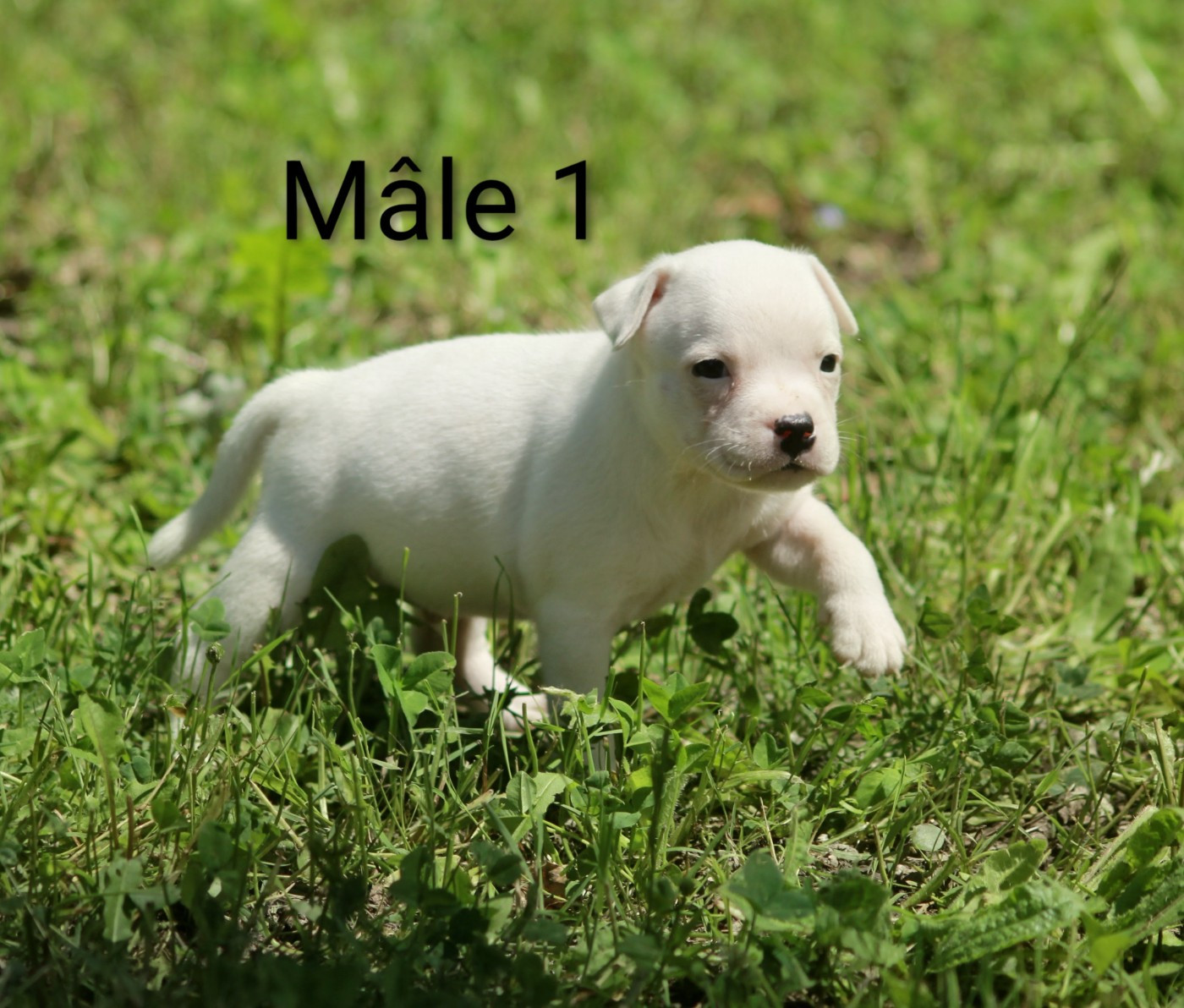 Oogie Boogie - Chiots disponibles - Staffordshire Bull Terrier