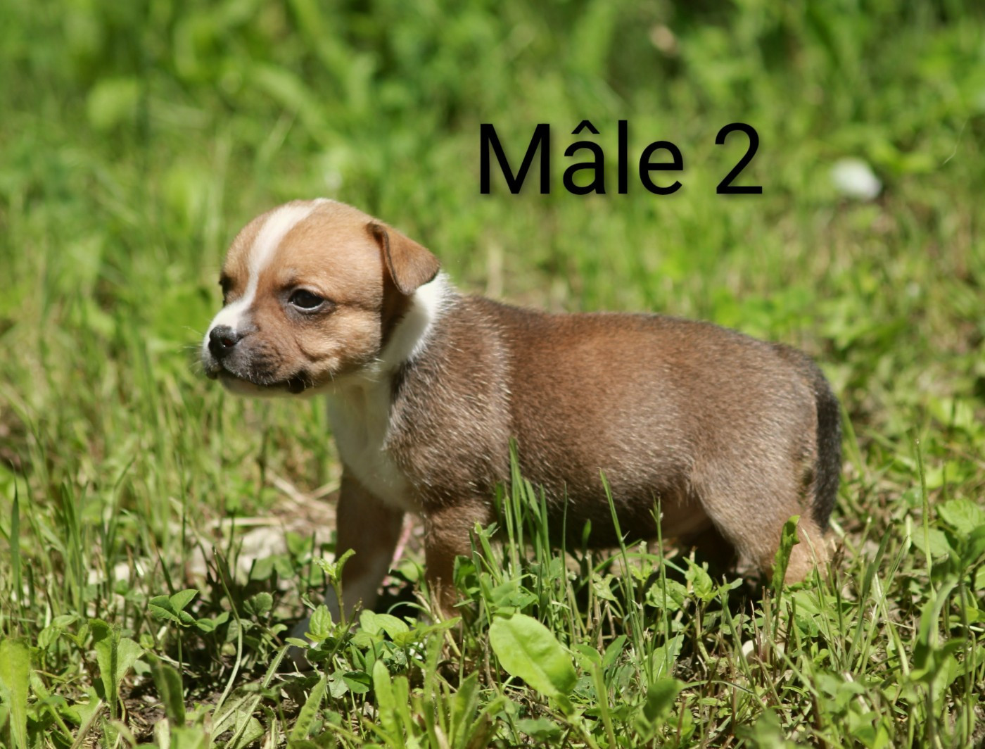 Oogie Boogie - Chiots disponibles - Staffordshire Bull Terrier