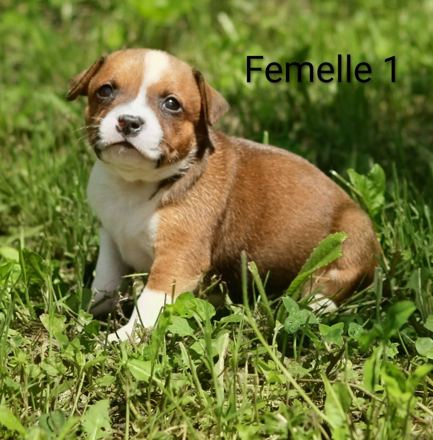 Oogie Boogie - Chiots disponibles - Staffordshire Bull Terrier