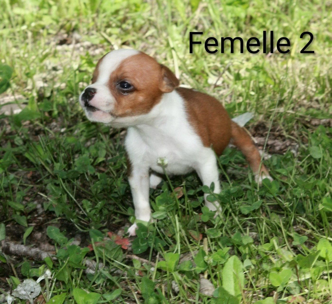 Oogie Boogie - Chiots disponibles - Staffordshire Bull Terrier