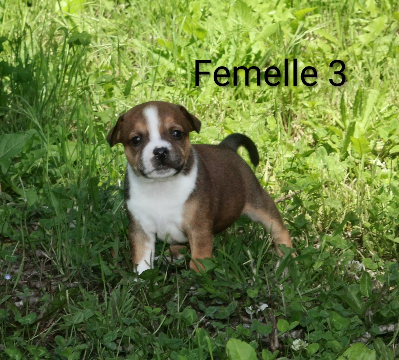 Oogie Boogie - Chiots disponibles - Staffordshire Bull Terrier