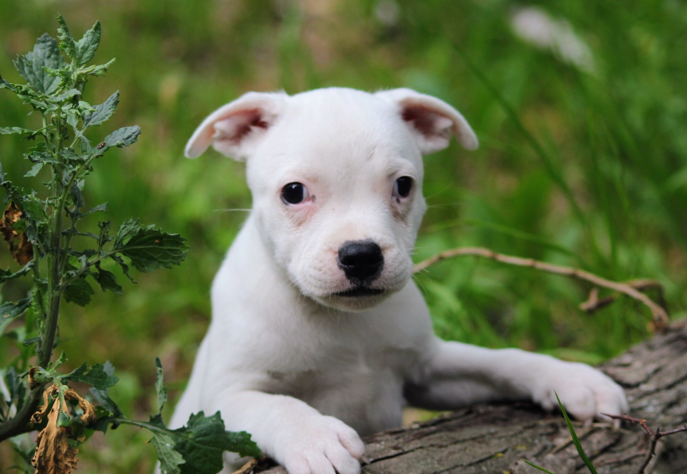 Oogie Boogie - Chiots disponibles - Staffordshire Bull Terrier