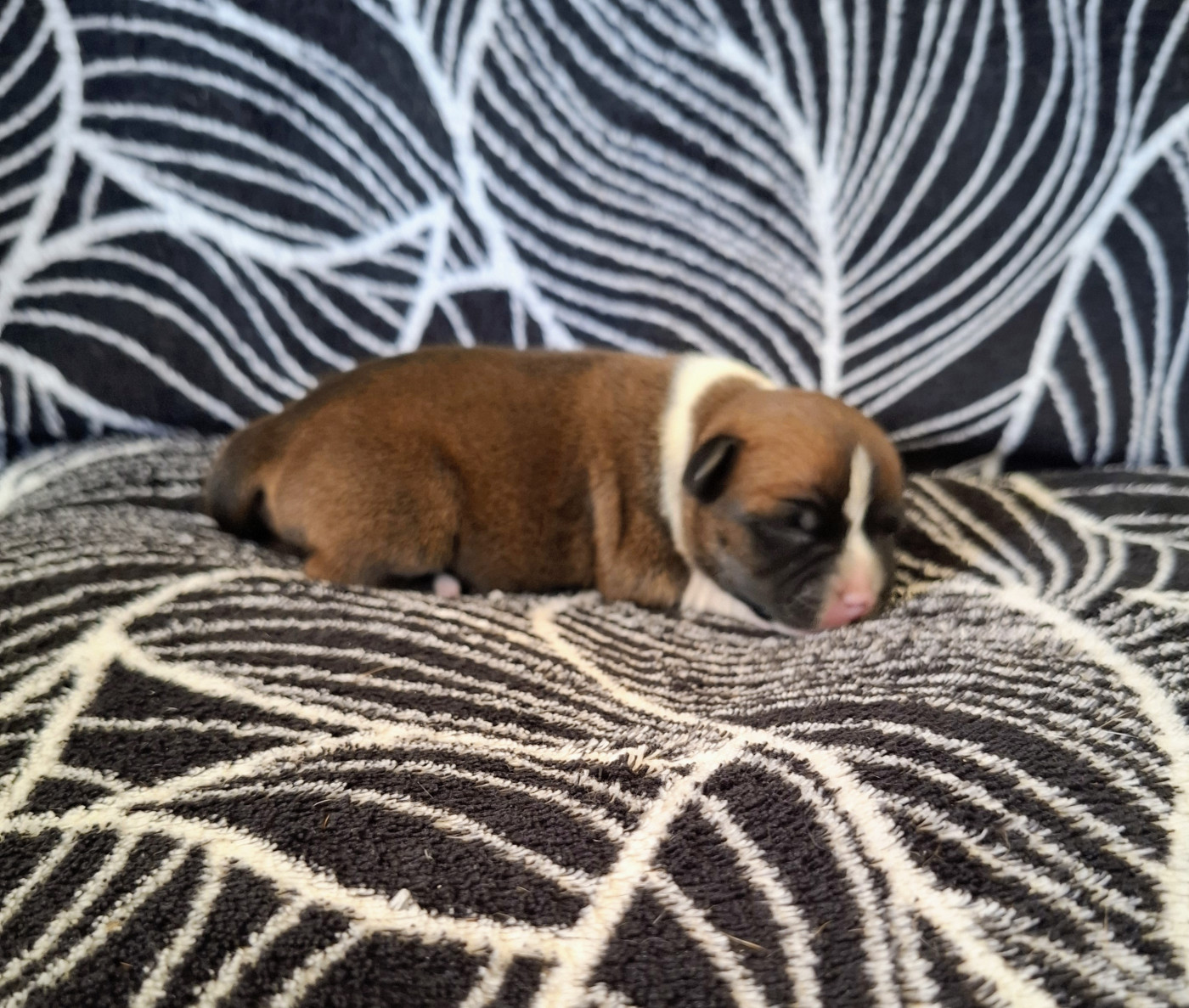 Oogie Boogie - Chiots disponibles - Staffordshire Bull Terrier