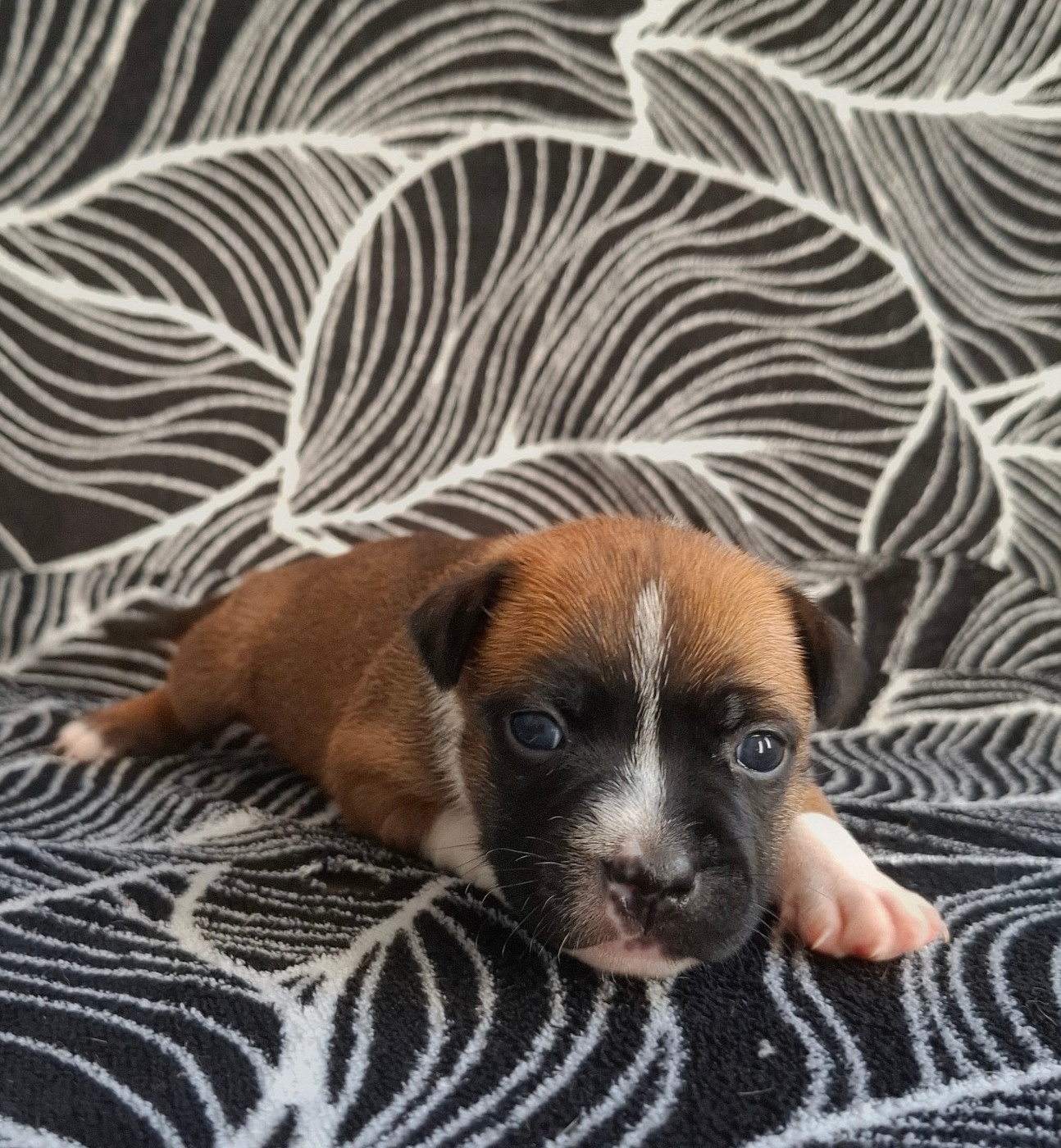 Oogie Boogie - Chiots disponibles - Staffordshire Bull Terrier