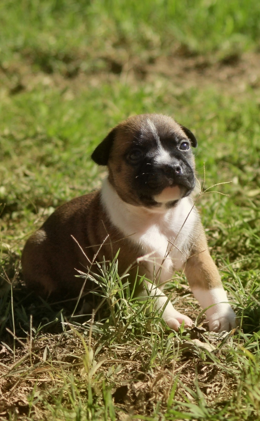 Oogie Boogie - Chiots disponibles - Staffordshire Bull Terrier