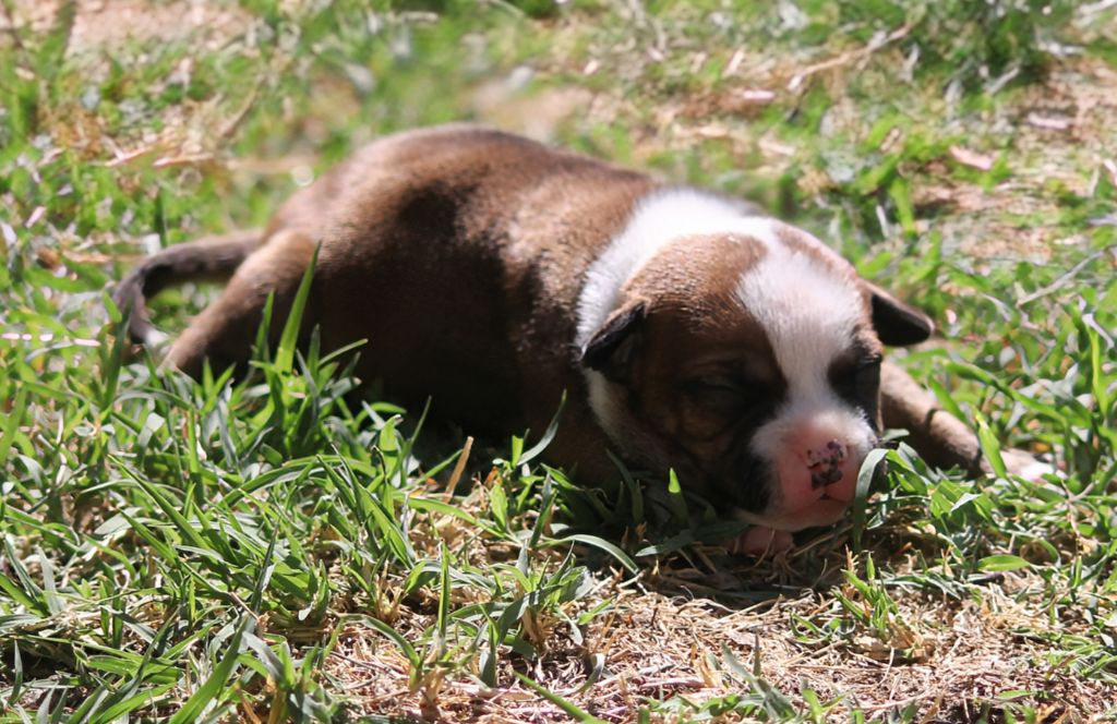Oogie Boogie - Chiots disponibles - Staffordshire Bull Terrier