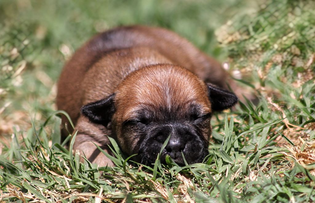 Oogie Boogie - Chiots disponibles - Staffordshire Bull Terrier