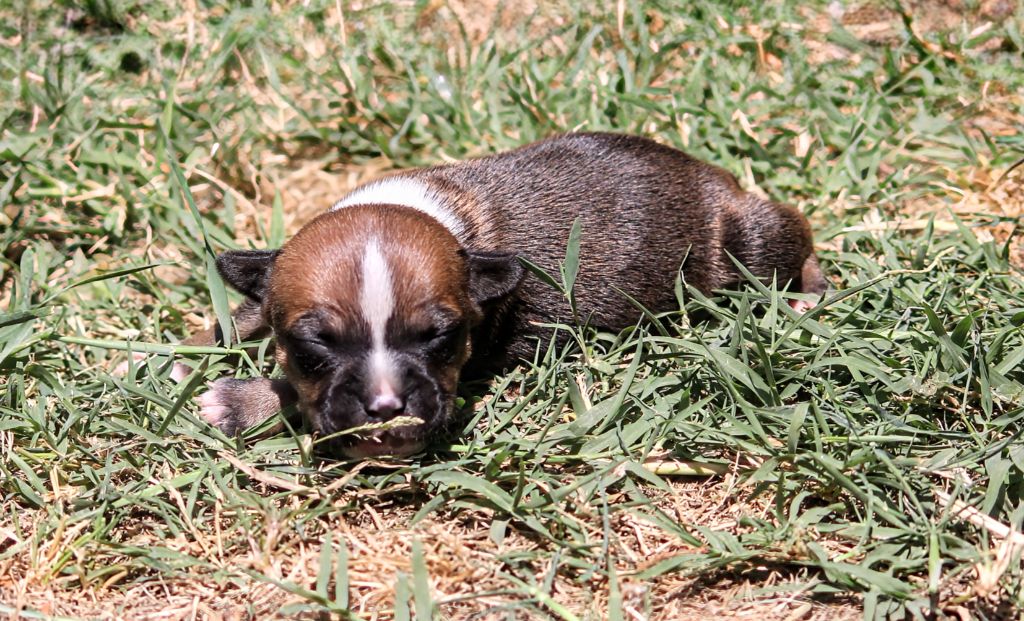Oogie Boogie - Chiots disponibles - Staffordshire Bull Terrier