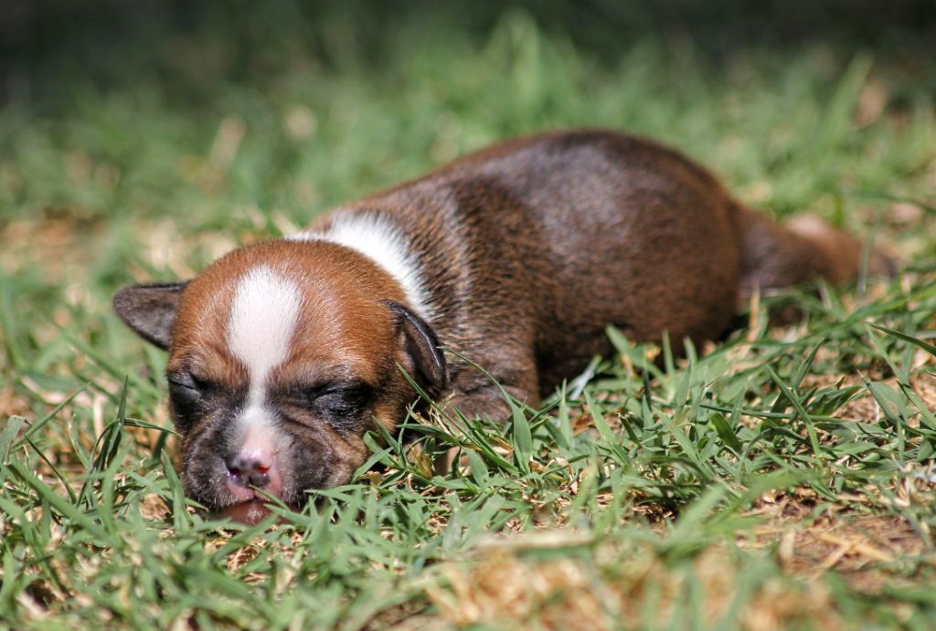 Oogie Boogie - Chiots disponibles - Staffordshire Bull Terrier