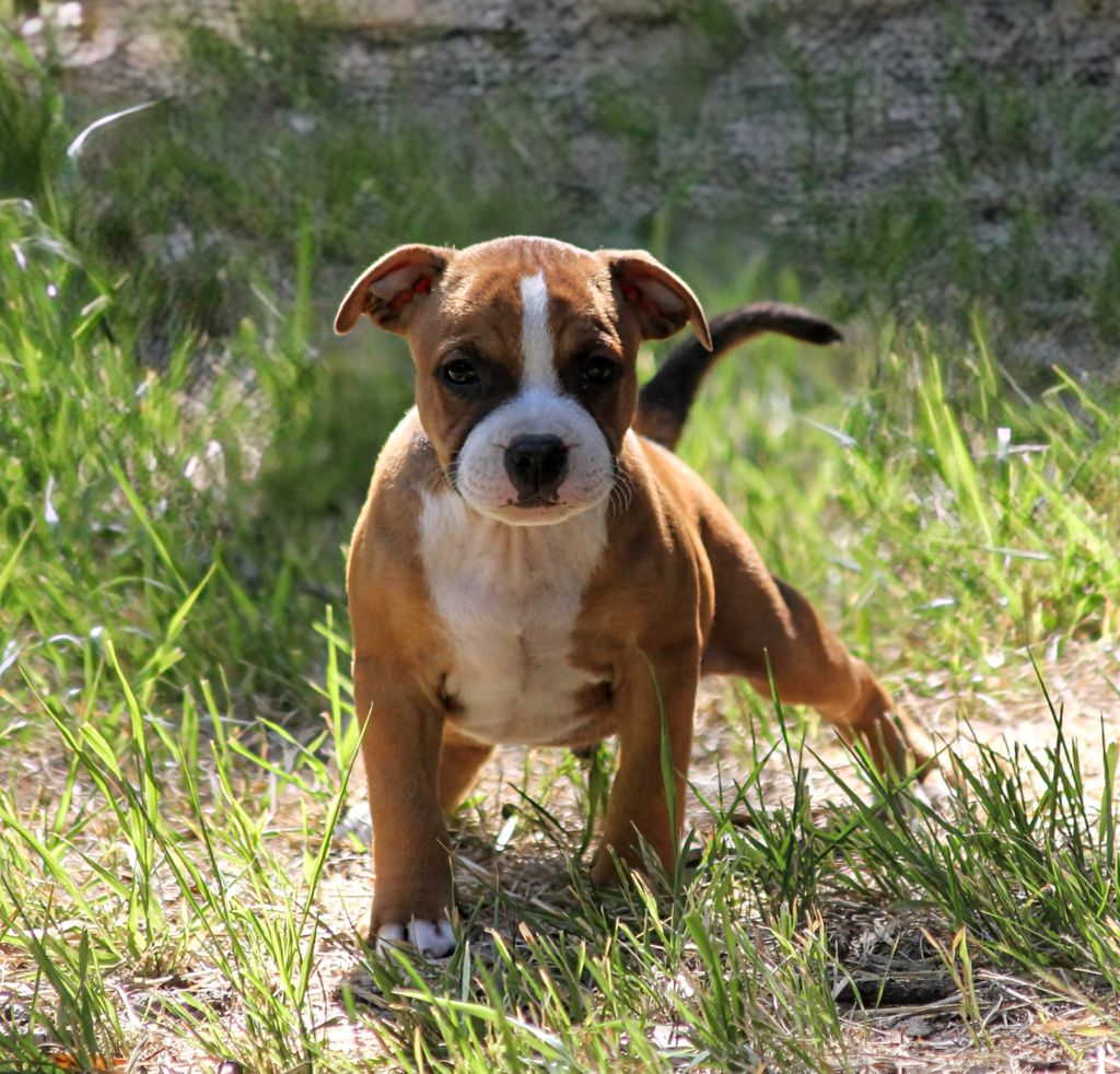 Oogie Boogie - Chiots disponibles - Staffordshire Bull Terrier