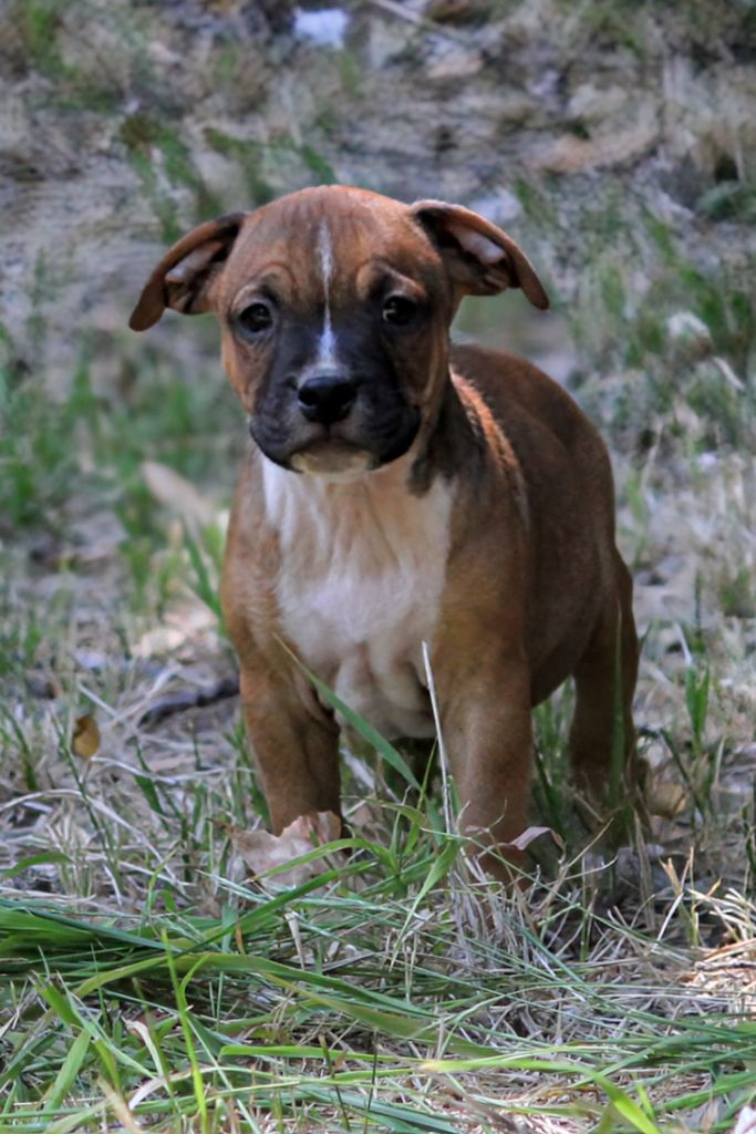 Oogie Boogie - Chiots disponibles - Staffordshire Bull Terrier