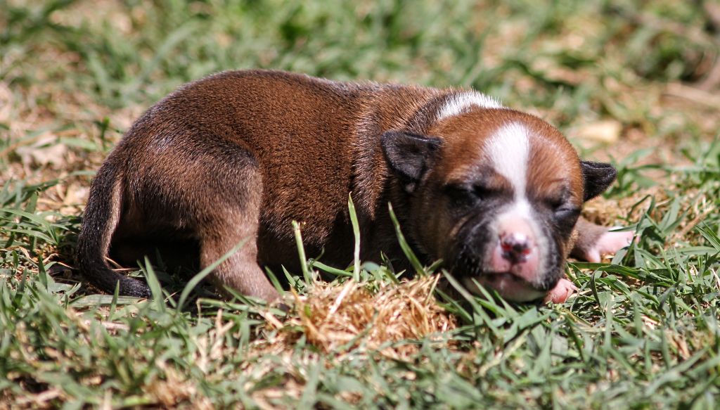 Oogie Boogie - Chiots disponibles - Staffordshire Bull Terrier