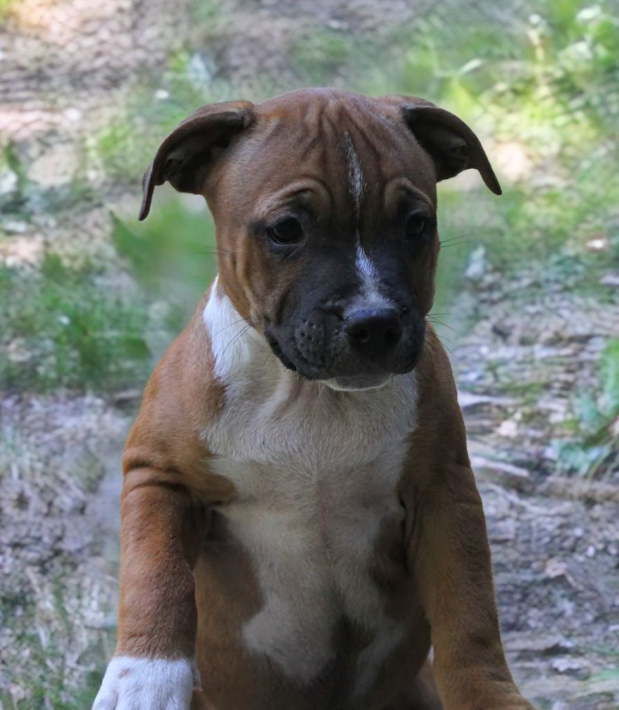 Oogie Boogie - Chiots disponibles - Staffordshire Bull Terrier