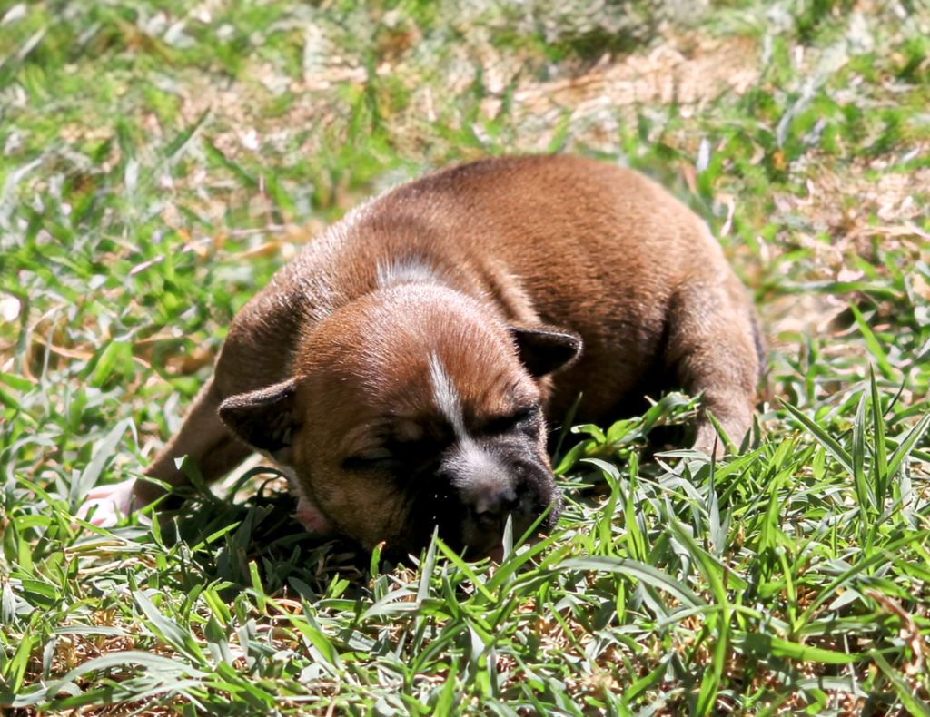 Oogie Boogie - Chiots disponibles - Staffordshire Bull Terrier
