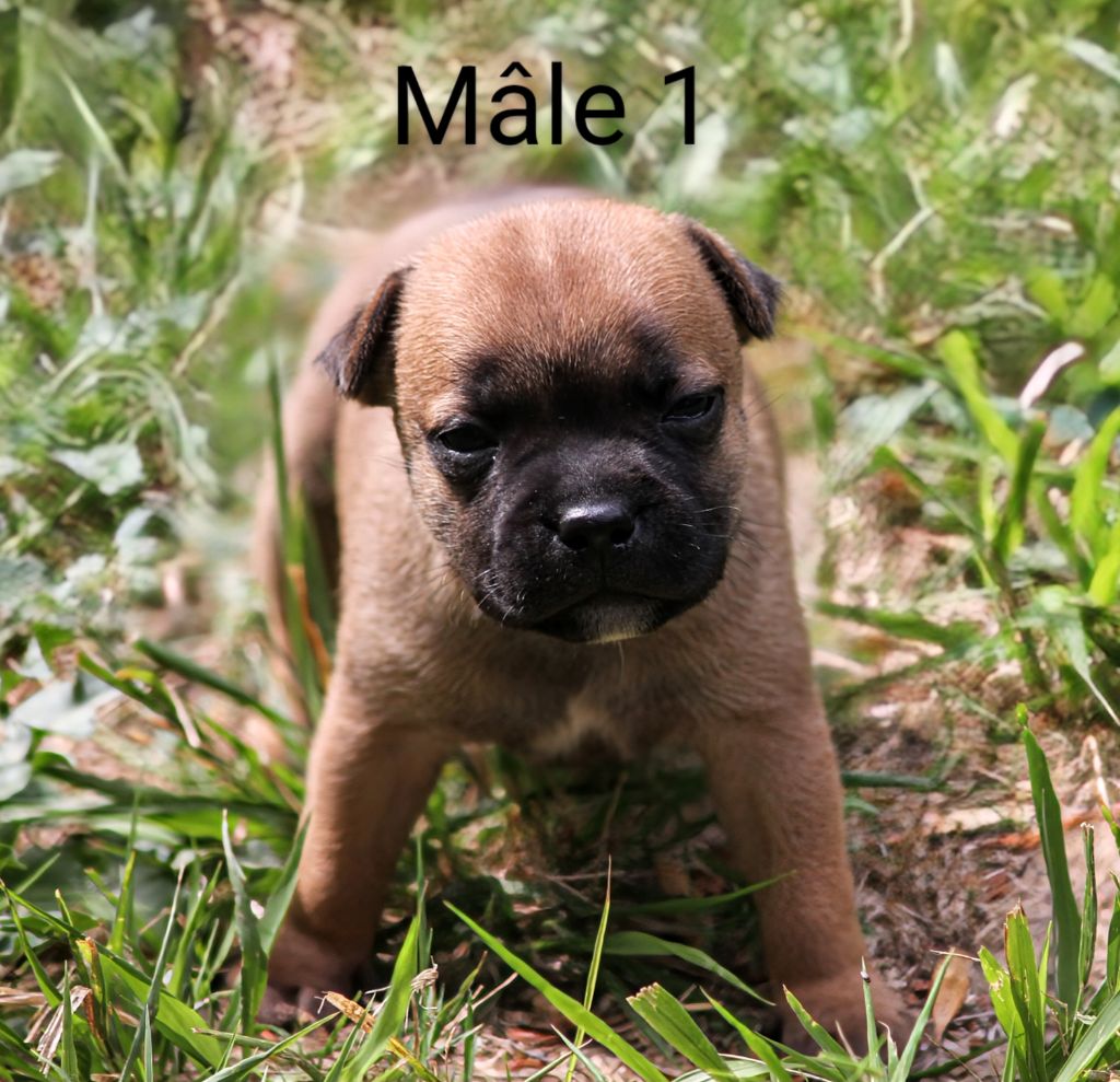 Oogie Boogie - Chiots disponibles - Staffordshire Bull Terrier