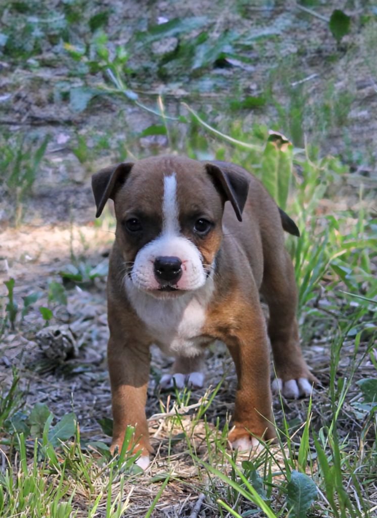 Oogie Boogie - Chiots disponibles - Staffordshire Bull Terrier