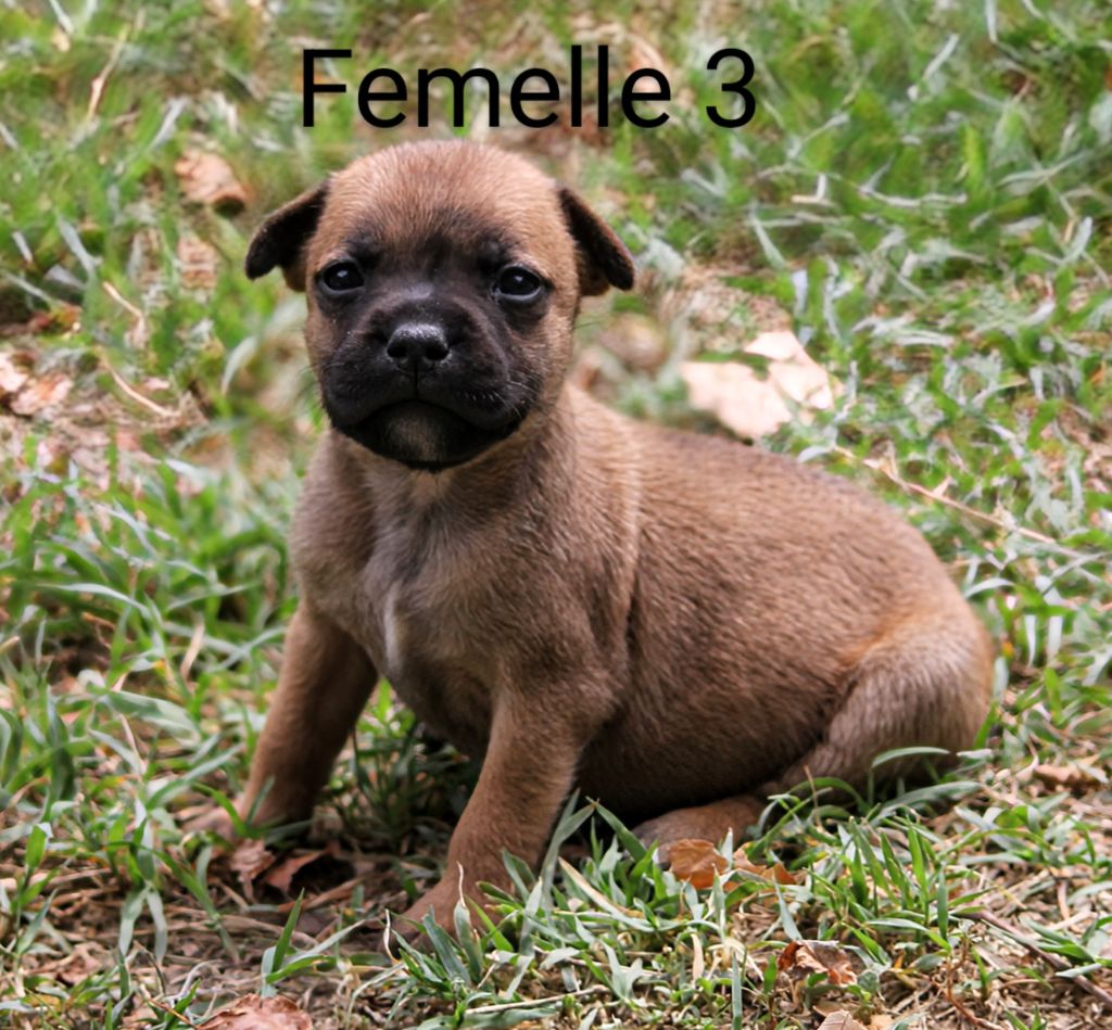Oogie Boogie - Chiots disponibles - Staffordshire Bull Terrier