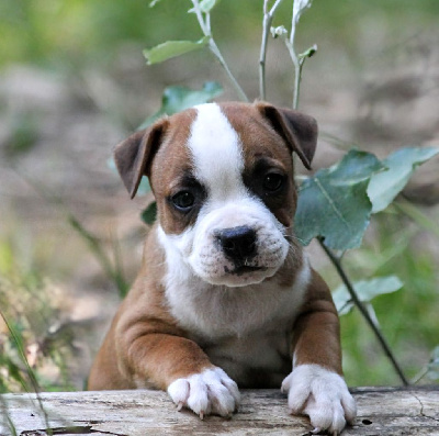 CHIOT 4
