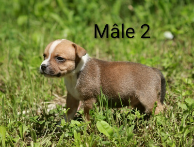 Chiot N°2