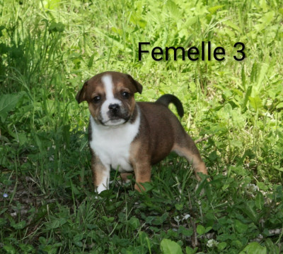 Chiot N°6