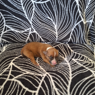 Chiot N°3