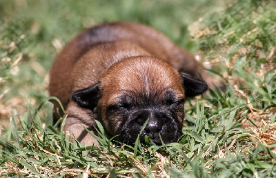 CHIOT 3