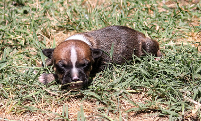 CHIOT 7